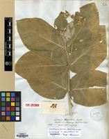 Isosyntype of Calotropis hamiltonii Wight [family APOCYNACEAE]