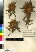 Isotype of Protea haemantha Engl. & Gilg [family PROTEACEAE]