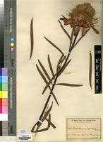 Type of Protea baumii Engl. & Gilg [family PROTEACEAE]