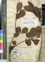 Type of Tricalysia pachystigma K.Schum. [family RUBIACEAE]