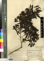 Type of Pavetta alexandrae Bremekamp [family RUBIACEAE]