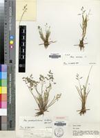 Type of Poa pentapolitana H.Scholz [family GRAMINEAE]