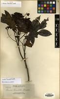 Isotype of Guioa truncata Radlk. [family SAPINDACEAE]