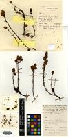 Holotype of Strobilopsis wrightii Hilliard&B.L.Burtt [family SCROPHULARIACEAE]