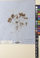 Filed as Geranium robertianum L. [family GERANIACEAE]