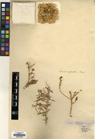 Type of Salsola cycloptera Stapf [family AMARANTHACEAE]
