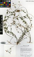 Filed as Crotalaria strigulosa Balf.f. [family LEGUMINOSAE]