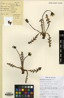 Filed as Taraxacum britannicum Dahlst. [family COMPOSITAE]