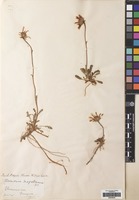 Filed as Perezia magellanica (L.f.) Lag. [family COMPOSITAE]