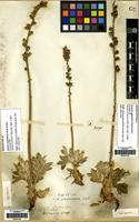 Isolectotype of Acaena splendens Hook. & Arn. [family ROSACEAE]