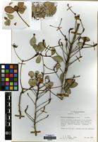 Isotype of Gesneria haitiensis L.E. Skog [family GESNERIACEAE]