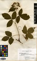 Isolectotype of Rubus trelleckensis Edees & Newton [family ROSACEAE]
