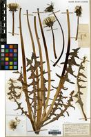 Lectotype of Taraxacum pannulatiforme Dahlst. [family COMPOSITAE]