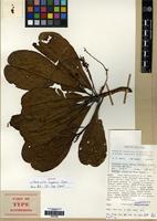 Isotype of Terminalia impediens Coode [family COMBRETACEAE]