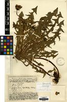 Isotype of Taraxacum fulvicarpum Dahlst. [family COMPOSITAE]