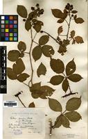 Isolectotype of Rubus fissus Lindley [family ROSACEAE]