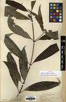 Syntype of Ixora euosmia K.Schum. [family RUBIACEAE]