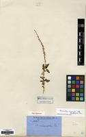 Isotype of Amaranthus interruptus R.Br. [family AMARANTHACEAE]