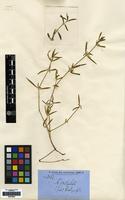 Type of Alternanthera denticulata R.Br. [family AMARANTHACEAE]