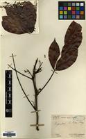 Type of Augouardia letestui Pellegr. [family LEGUMINOSAE]