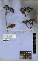 Isotype of Chimarrhis hookeri K.Schum. [family RUBIACEAE]