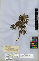 Isolectotype of Acaena ochreata Wedd. [family ROSACEAE]