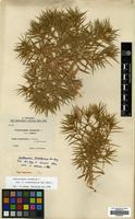 Type of Ceratocarpus turkestanicus Sav.-Rycz. [family AMARANTHACEAE]