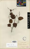 Isotype of Bauhinia calcicola Craib [family LEGUMINOSAE]