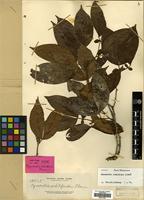 Isotype of Cynometra whitfordii Elmer [family LEGUMINOSAE]