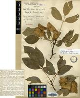 Holotype of Staphylea forrestii Balf. f. [family STAPHYLEACEAE]