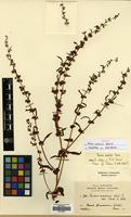 Isotype of Rumex amanus Rech.f. [family POLYGONACEAE]