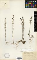 Holotype of Linaria chalepensis Mill. var. brevicalyx P.H. Davis [family PLANTAGINACEAE]