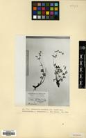 Type of Potentilla caucasica Juz. [family ROSACEAE]