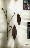 Type of Ixora concinna R.Br. [family RUBIACEAE]