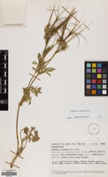Filed as Erodium ciconium (L.) L'Her. [family GERANIACEAE]