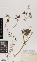 Filed as Geranium robertianum L. [family GERANIACEAE]