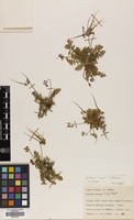 Filed as Erodium acaule (L.) Bech. & Thell. [family GERANIACEAE]