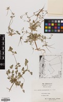 Filed as Erodium glaucophyllum (L.) L'Hér. [family GERANIACEAE]