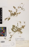 Filed as Erodium laciniatum (Cav.) Willd. [family GERANIACEAE]