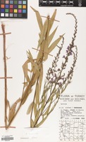 Filed as Lythrum virgatum L. [family LYTHRACEAE]
