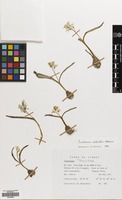 Filed as Puschkinia scilloides Adams [family HYACINTHACEAE]