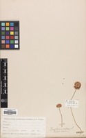 Filed as Trifolium repens L. [family LEGUMINOSAE]