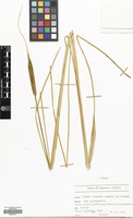 Filed as Typha gracilis Jord. [family TYPHACEAE]