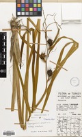 Filed as Sparganium erectum L. subsp. erectum [family SPARGANIACEAE]