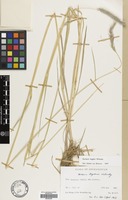 Filed as Hordeum bogdanii Wilensky [family GRAMINEAE]