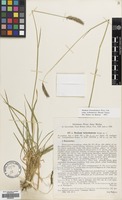 Filed as Hordeum brevisubulatum (Trin.) Link [family GRAMINEAE]