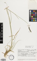 Filed as Hordeum brevisubulatum (Trin.) Link [family GRAMINEAE]
