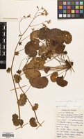 Filed as Saxifraga rotundifolia L. [family SAXIFRAGACEAE]