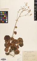 Filed as Saxifraga rotundifolia L. [family SAXIFRAGACEAE]
