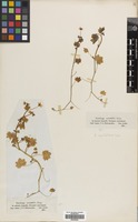 Filed as Saxifraga cymbalaria L. [family SAXIFRAGACEAE]